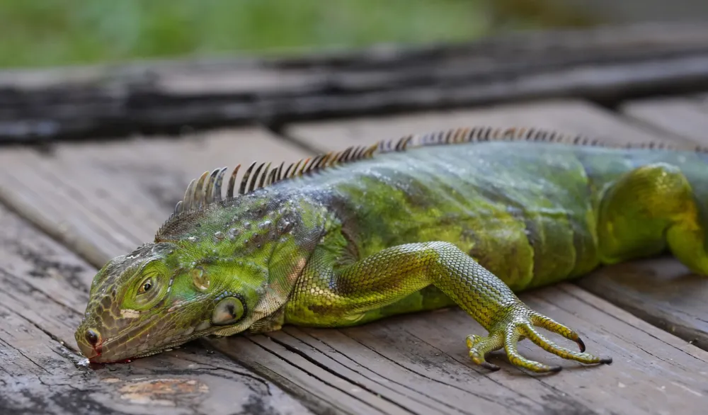 Iguane, Florida