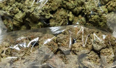 Bijeljina: Na placu firme u suvlasni&scaron;tvu Dodikovog &scaron;efa obezbjeđenja pronađeno 138 kg marihuane