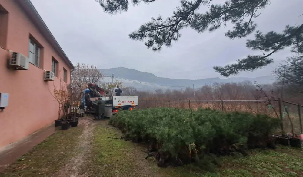 U Piperima izgorelo hiljade čokota loze, dobili sadnice hrasta i crnog bora