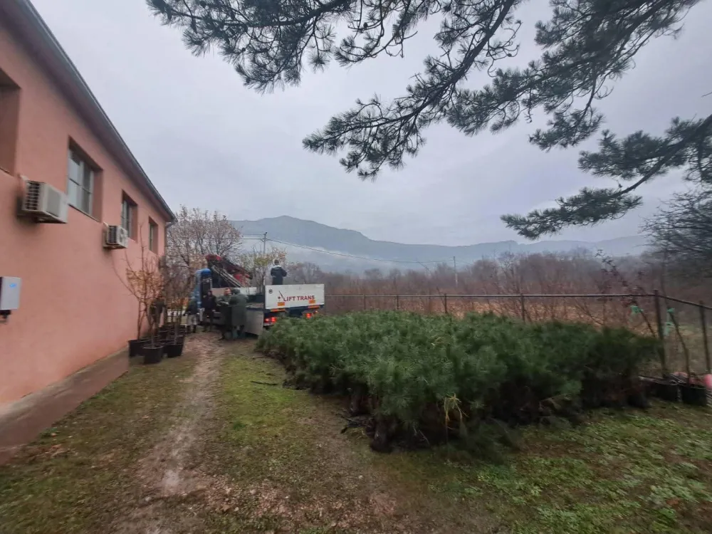 U Piperima izgorelo hiljade čokota loze, dobili sadnice hrasta i crnog bora