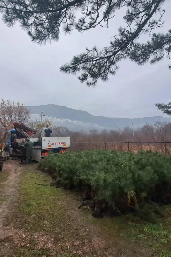 U Piperima izgorelo hiljade čokota loze, dobili sadnice hrasta i crnog bora