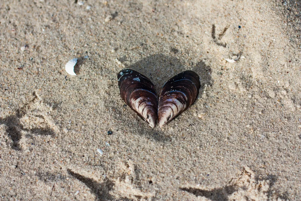 Horoskop za 10. februar: Bik previ&scaron;e emotivan, Strijelca pritiska emotivna situacija