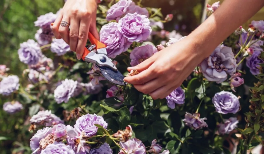 Mali trikovi za njegu cvijeća: Magični prah pospite u februaru i imaćete najljep&scaron;e ruže