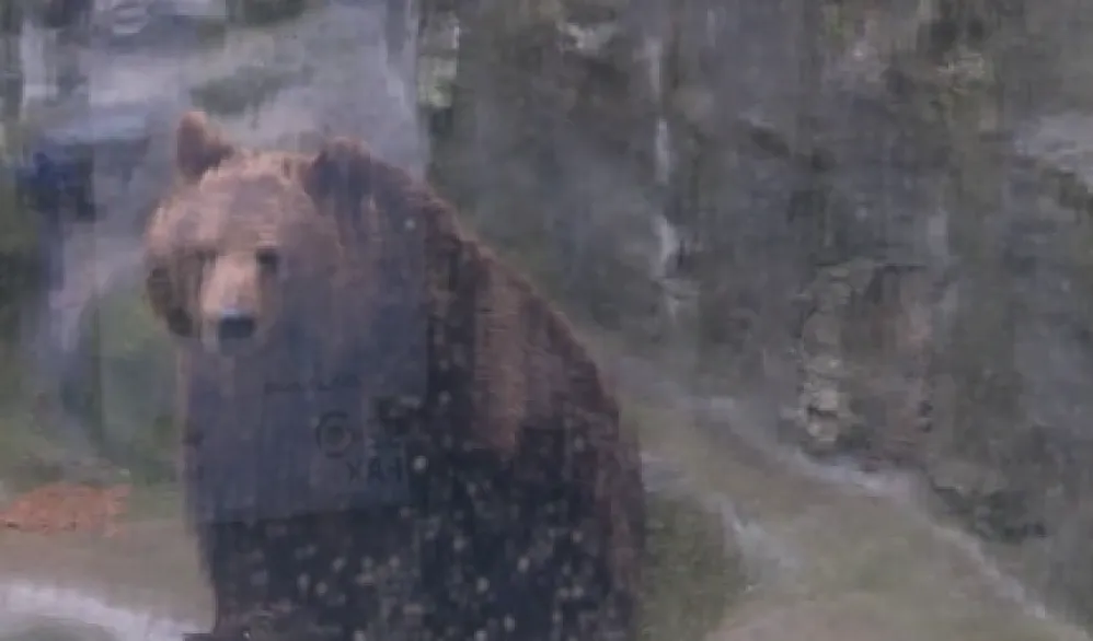 Izgleda da je zimi kraj: U Beogradskom zoo vrtu medvjedica Dunja iza&scaron;la da pro&scaron;eta