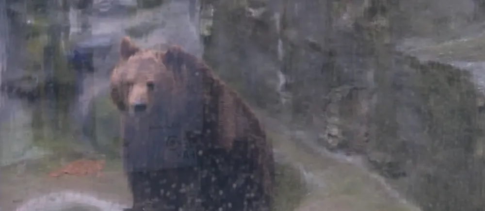 Izgleda da je zimi kraj: U Beogradskom zoo vrtu medvjedica Dunja iza&scaron;la da pro&scaron;eta