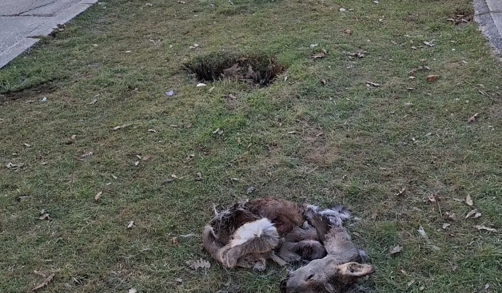 Nik&scaron;ićko Lovačko dru&scaron;tvo: Ubijanje srna je krivično djelo, a ne lov