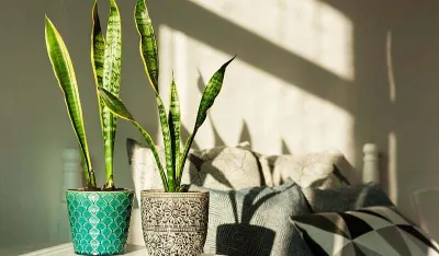 Ove biljke mogu pomoći pri sprečavanju pojave plijesni u va&scaron;em domu