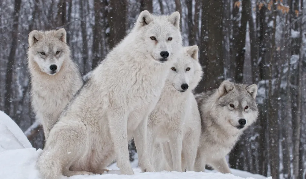 Naučnici: Vukovi mogu da se naviknu na ljude