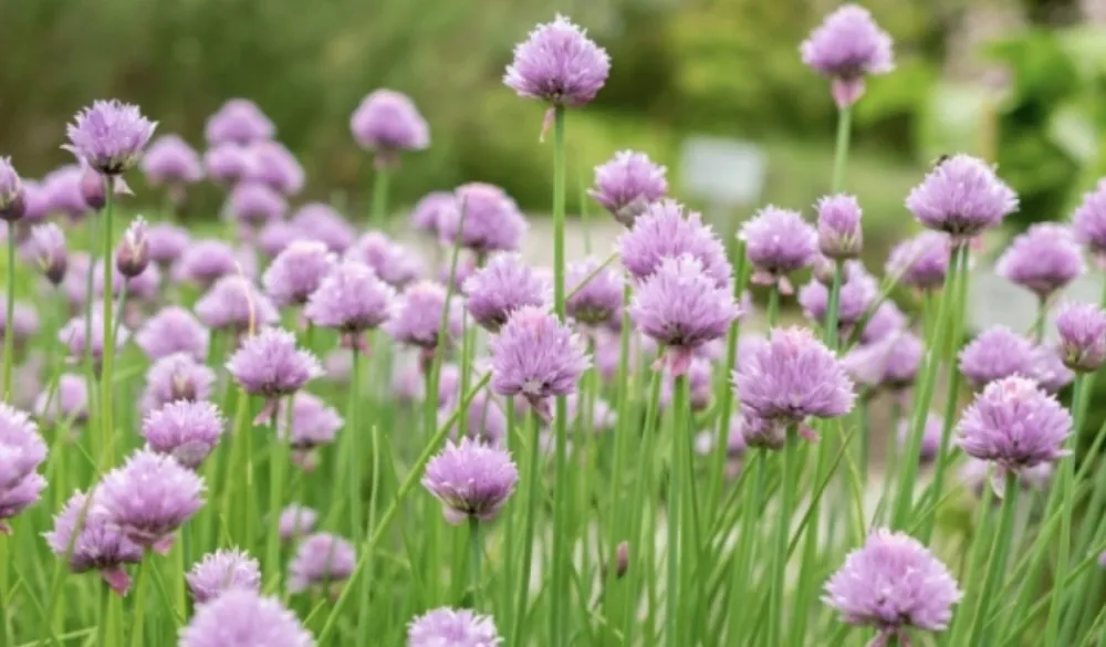 Vla&scaron;ac čuva vid, pamćenje i kosti, &scaron;titi od raka