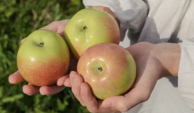 Znate li &scaron;ta se događa u tijelu ako svaki dan pojedete jabuku?