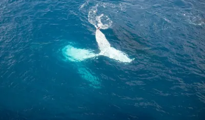 Albino kit, ilustracija