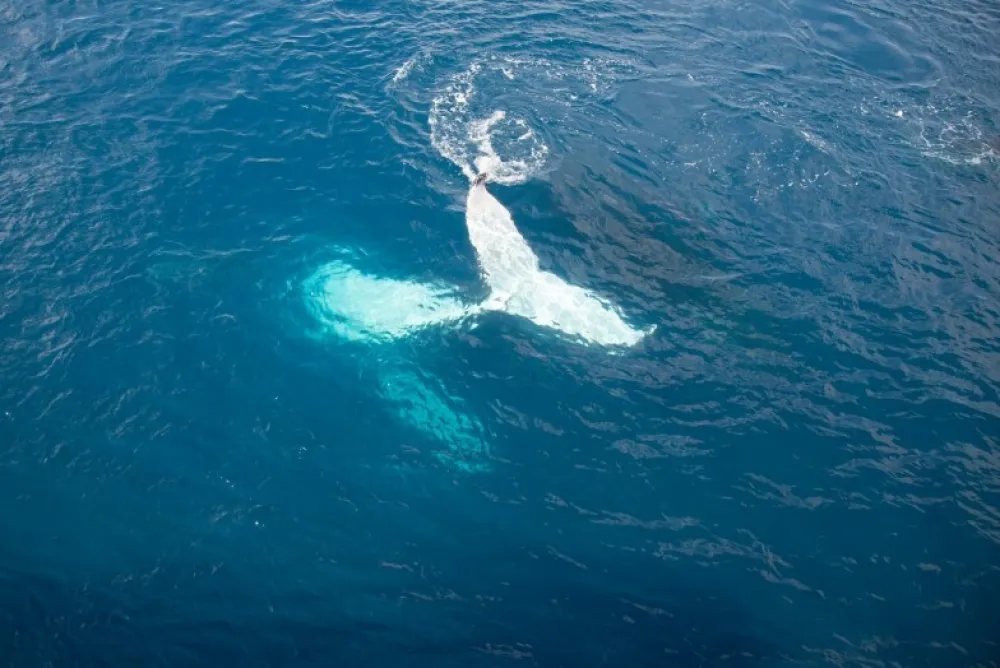 Albino kit, ilustracija