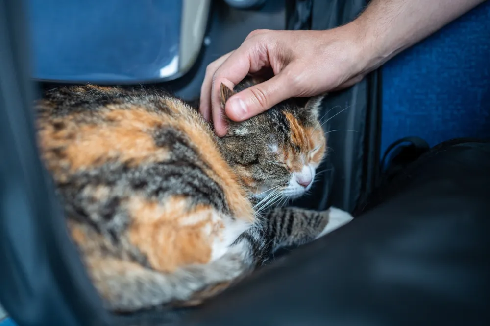 Namirnice koje ne smijete davati va&scaron;im mačkama