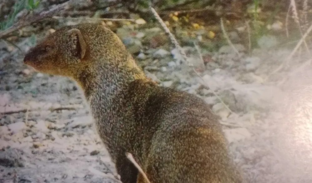 U Crnoj Gori se odomaćili azijski mungos i kineski pelin, prave veliku &scaron;tetu