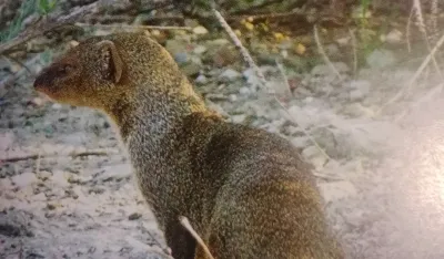 U Crnoj Gori se odomaćili azijski mungos i kineski pelin, prave veliku &scaron;tetu