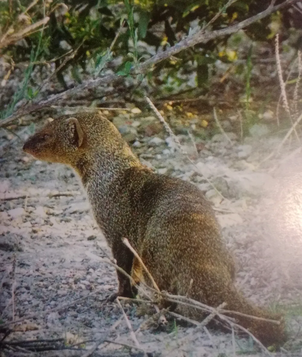 U Crnoj Gori se odomaćili azijski mungos i kineski pelin, prave veliku &scaron;tetu