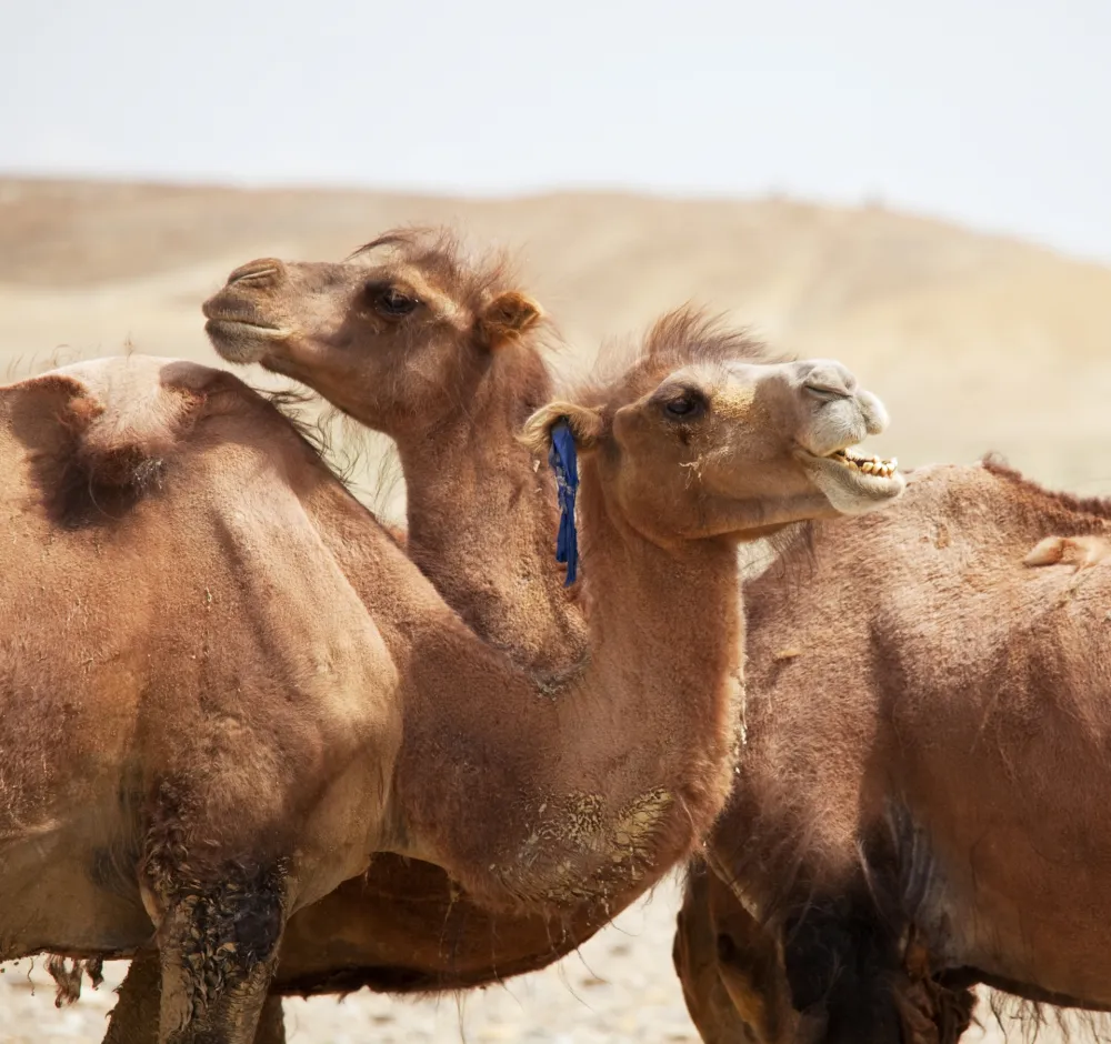 Kamile diskvalifikovane