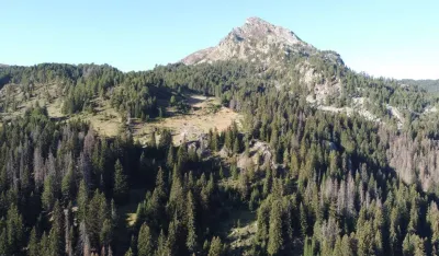 Masovna sječa ne suzbija potkornjak na Prokletijama