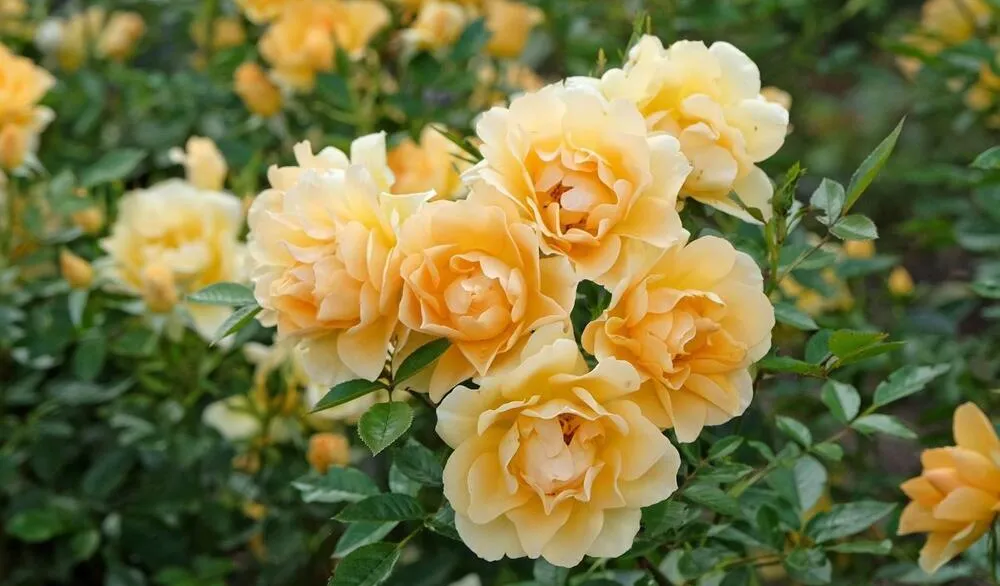 Prirodni tonik iz latica ruže koji osvježava i podmlađuje