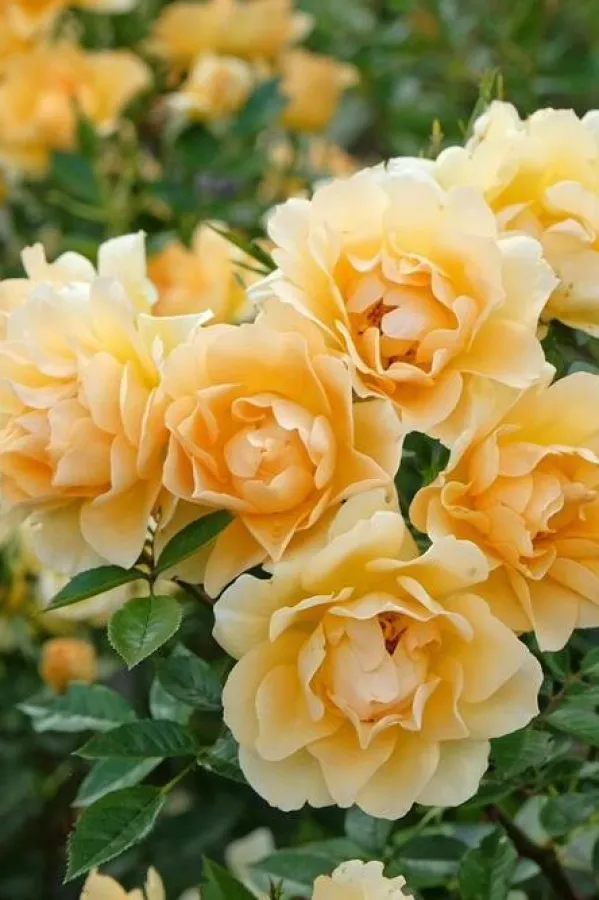 Prirodni tonik iz latica ruže koji osvježava i podmlađuje