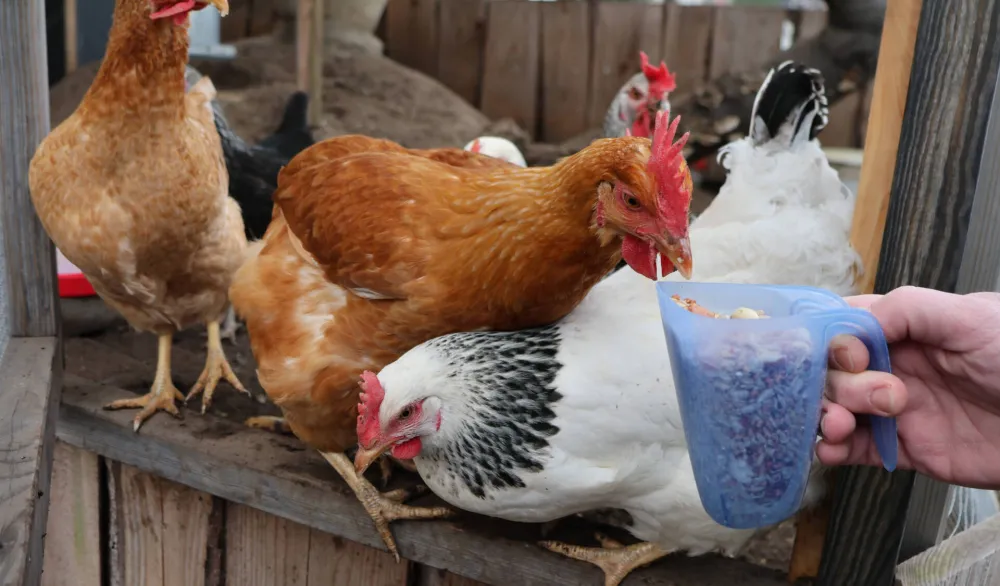 Potvrđeni prvi slučajevi ptičjeg gripa kod domaće živine u Crnoj Gori