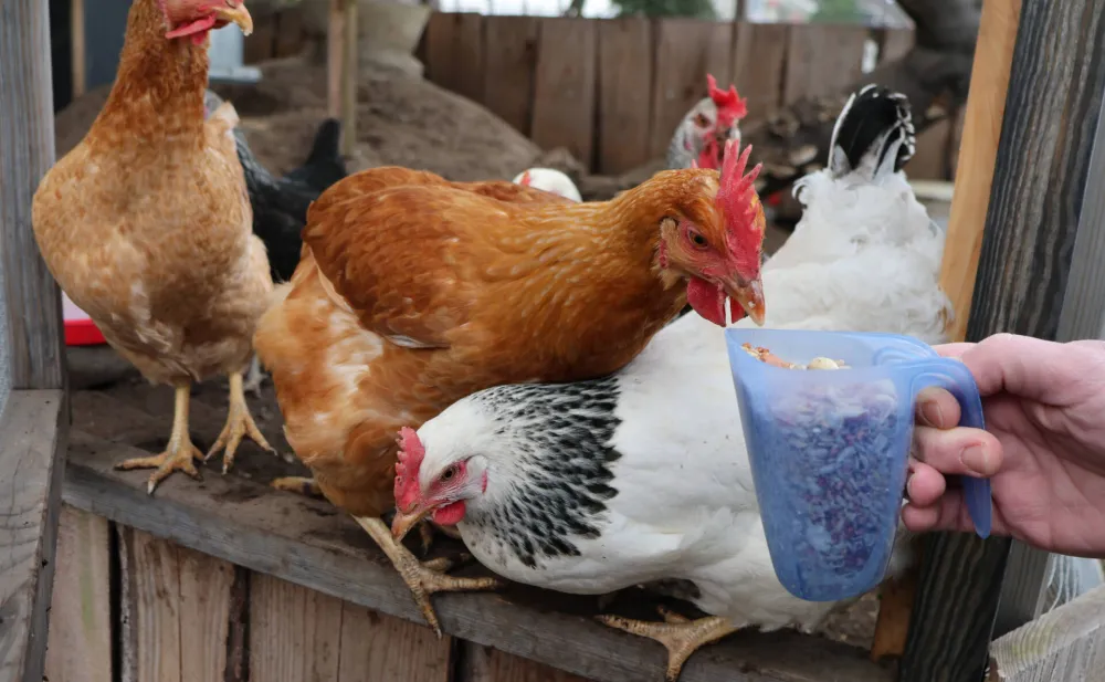 Potvrđeni prvi slučajevi ptičjeg gripa kod domaće živine u Crnoj Gori