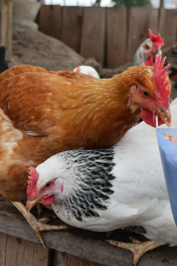 Potvrđeni prvi slučajevi ptičjeg gripa kod domaće živine u Crnoj Gori