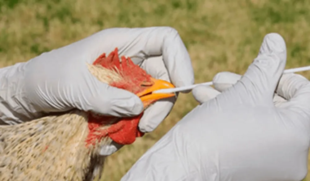 Nikić: Virus ptičjeg gripa opasan i za ljude