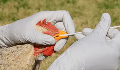 Nikić: Virus ptičjeg gripa opasan i za ljude