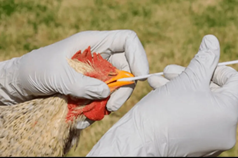 Nikić: Virus ptičjeg gripa opasan i za ljude