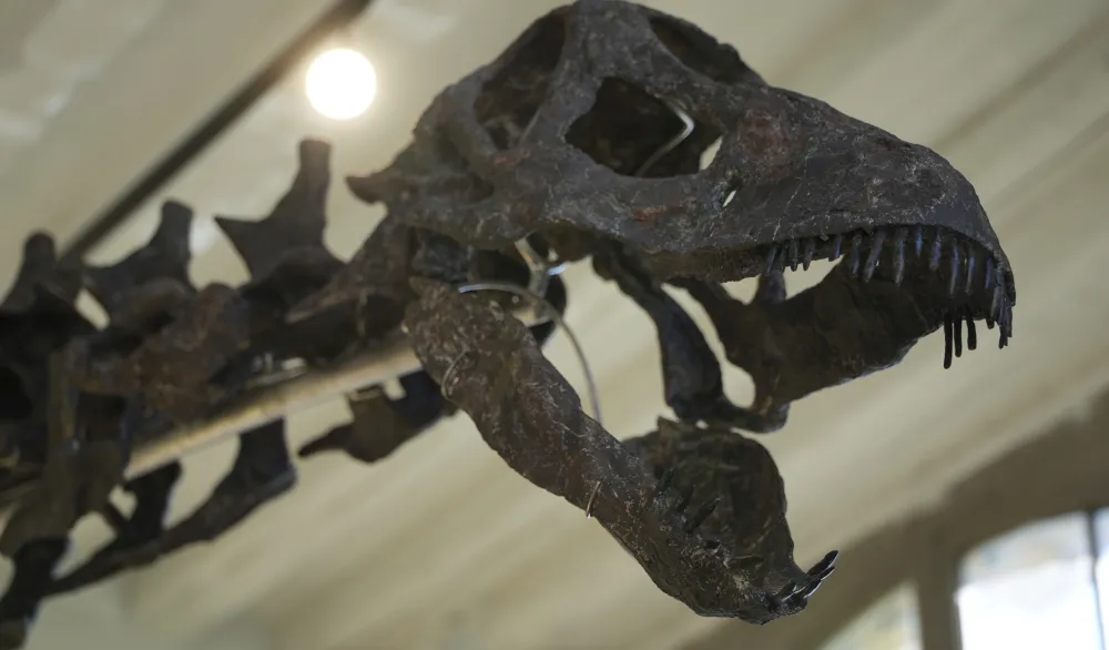 Skelet dinosaurusa ide na aukciju