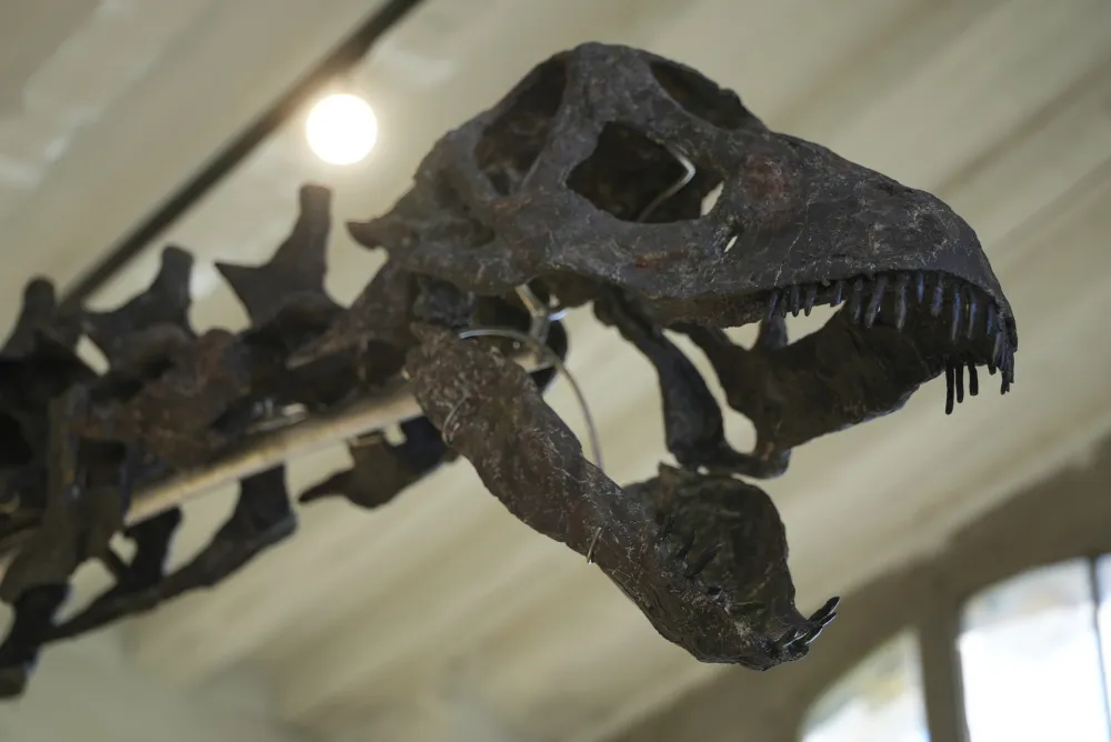 Skelet dinosaurusa ide na aukciju