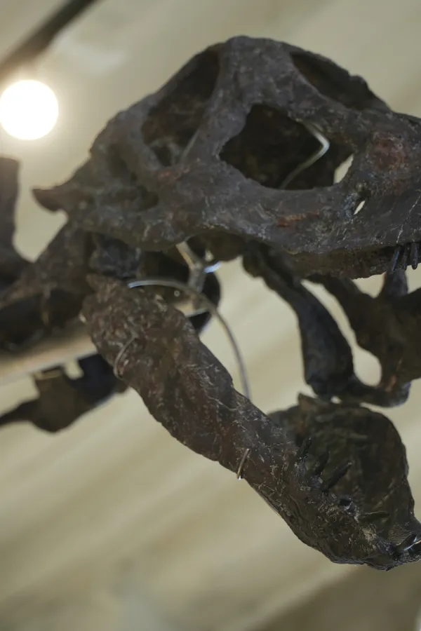 Skelet dinosaurusa ide na aukciju