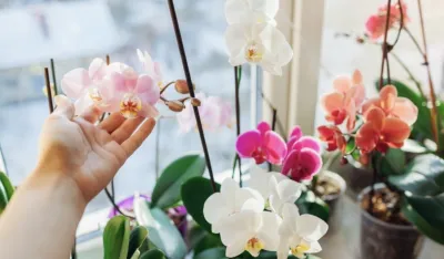 Za&scaron;to bi svako domaćinstvo trebalo da ima orhideju?