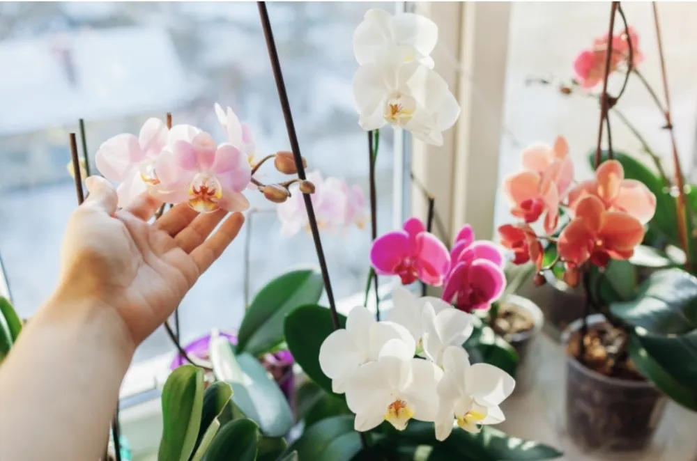 Za&scaron;to bi svako domaćinstvo trebalo da ima orhideju?