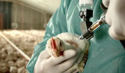 Od ptičjeg gripa uginulo 160 jedinki živine