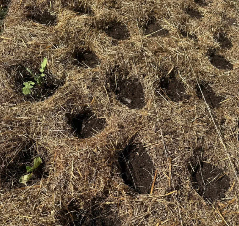 Eko tim O&Scaron; &bdquo;Novka Ubović&ldquo; usadio hrastove, posijao povrće