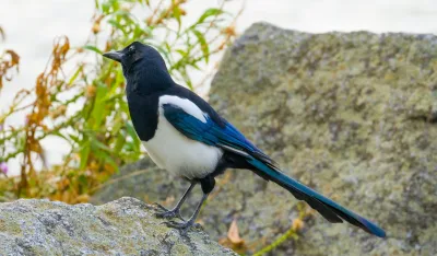 Potvrđen slučaj ptičjeg gripa kod divljih ptica