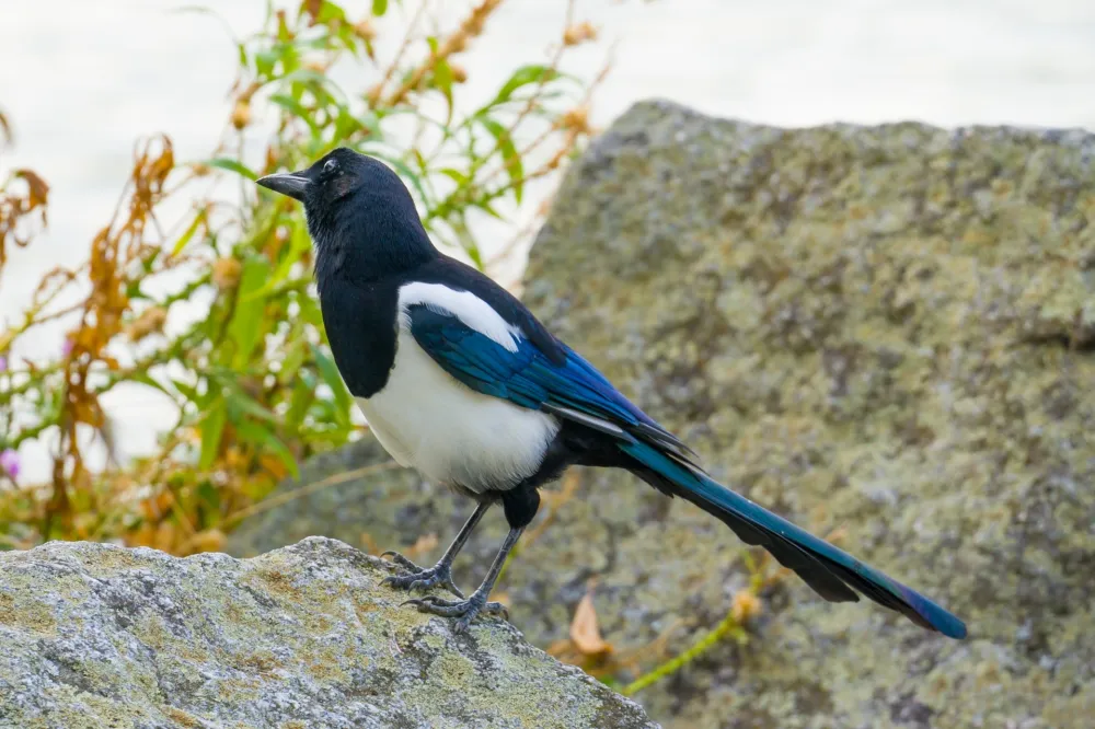 Potvrđen slučaj ptičjeg gripa kod divljih ptica
