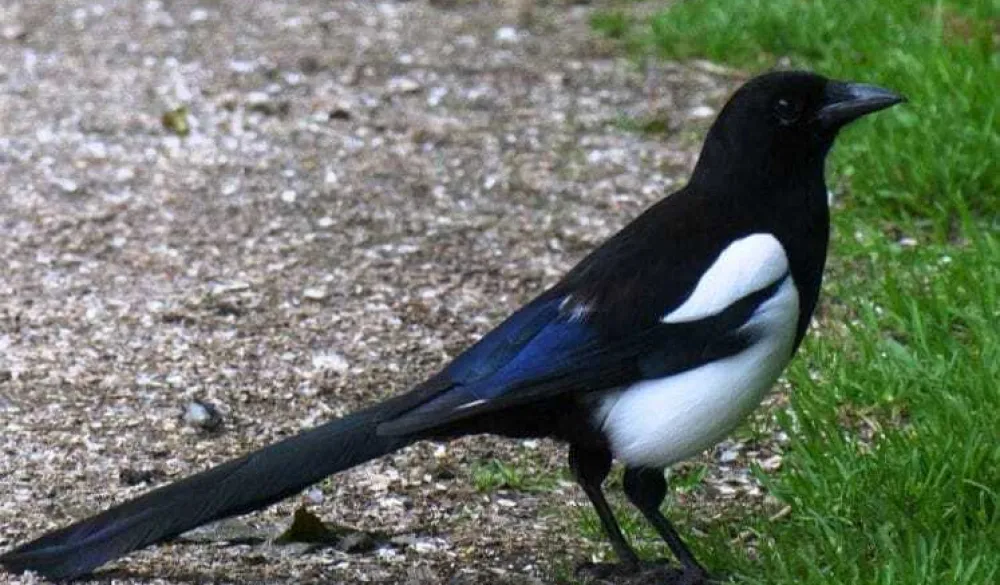 Птичји грип потврђен и код дивљих птица (илустрација)