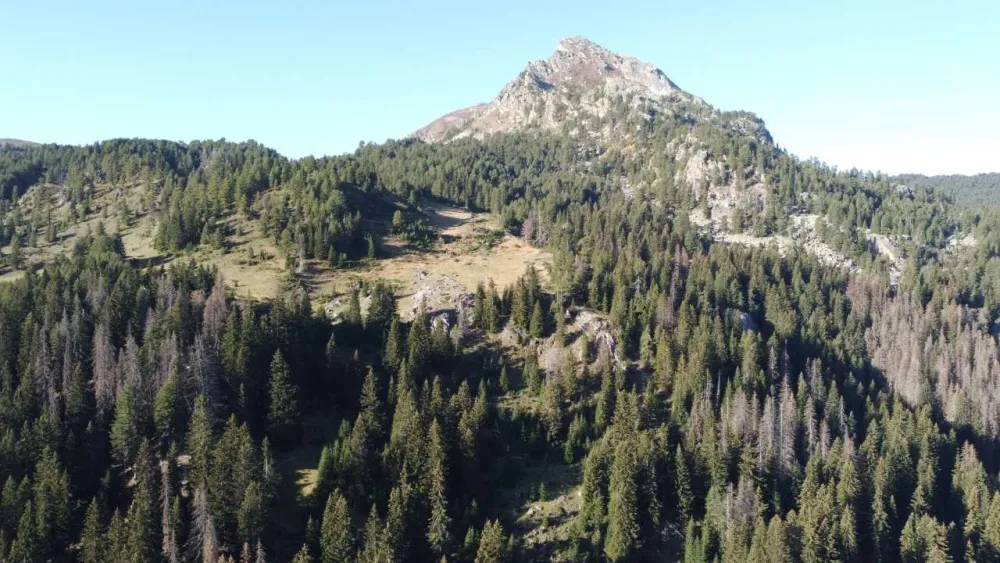 Nelegalno posječeno 100 kubika &scaron;ume u nacionalnim parkovima