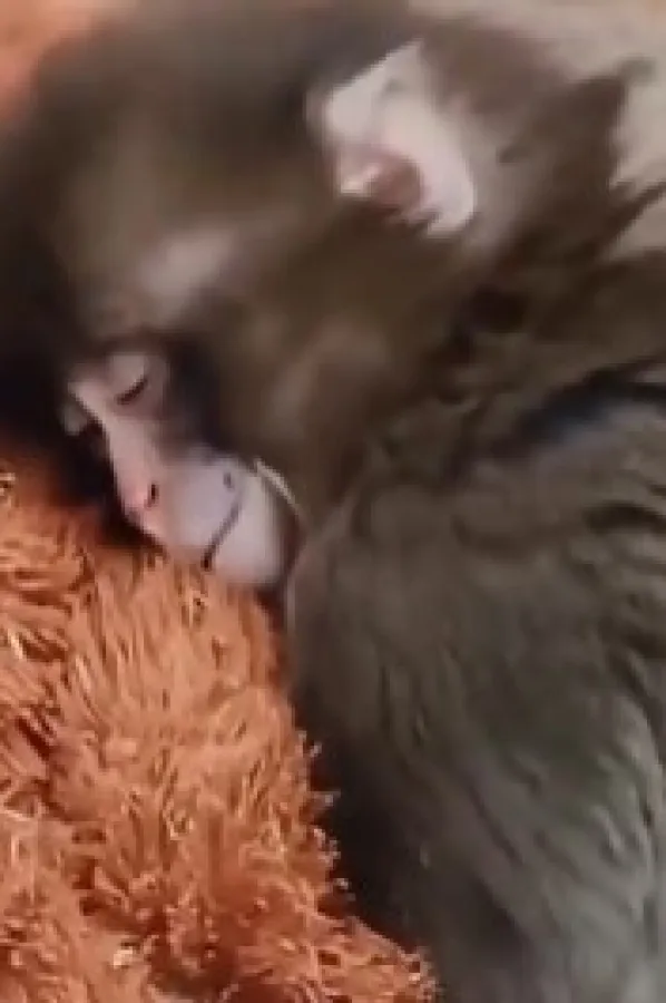 (VIDEO) Majmun Panč na&scaron;ao djevojku