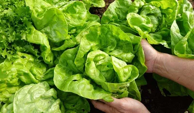 Od jačeg imuniteta do mr&scaron;avljenja: Za&scaron;to je zelena salata vi&scaron;e od priloga
