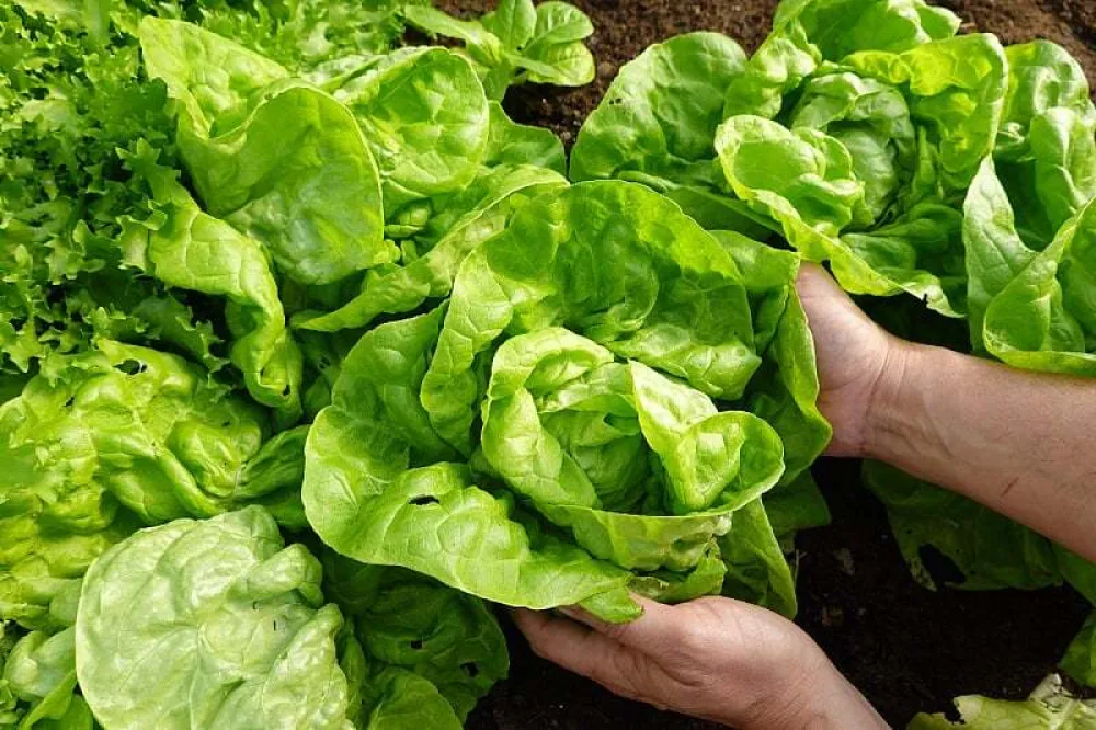 Od jačeg imuniteta do mr&scaron;avljenja: Za&scaron;to je zelena salata vi&scaron;e od priloga