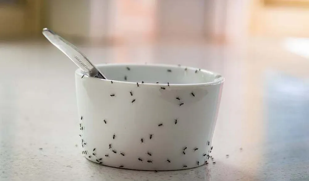 Mravi u kuhinji: Koja prirodna metoda zaista djeluje i kako ih se rije&scaron;iti bez hemikalija