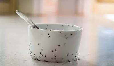 Mravi u kuhinji: Koja prirodna metoda zaista djeluje i kako ih se rije&scaron;iti bez hemikalija