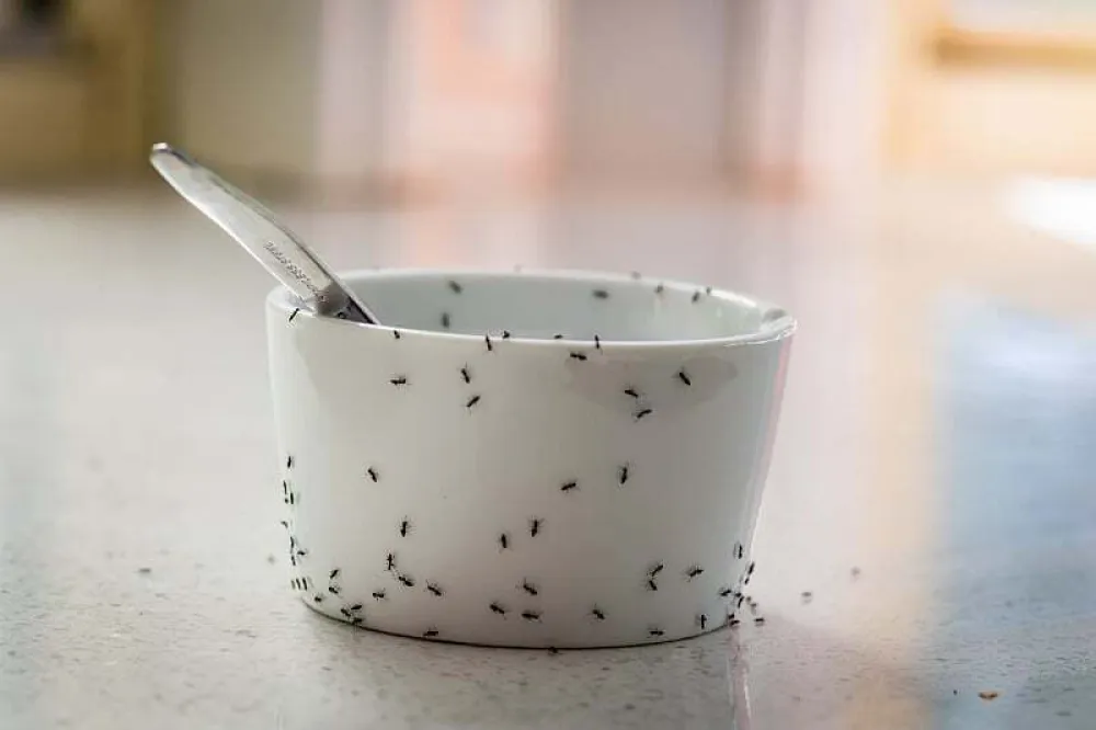 Mravi u kuhinji: Koja prirodna metoda zaista djeluje i kako ih se rije&scaron;iti bez hemikalija