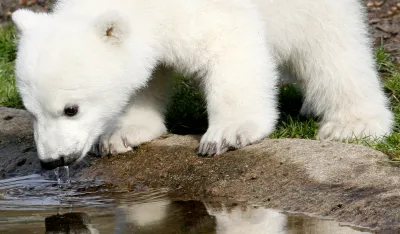 Prvi koraci neodoljivog mladunčeta polarnog medveda u ruskom zoolo&scaron;kom vrtu