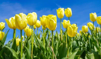 Nedeljni horoskop: Biku mirna sedmica, Blizance privlače misteriozne ljubavi