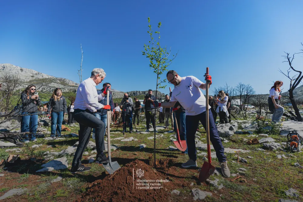"Zelena obnova Crne Gore": MERS pokrenuo aktivnosti obnove opožarenih područja u Piperima